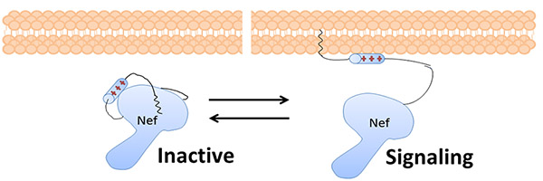 Nef, a critical HIV protein, changes shape. When it is bound to the lipid membrane, it is ‘open’ and able to trick the cell into destroying its own immune system signaling receptors and enhance the replication of the virus. When it is not bound to the lipid membrane, it is ‘closed’ and not able to interact with host proteins.