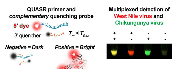 QUASR improves the signal obtained from the traditional DNA amplification technique known as LAMP, which can be coupled with a reverse transcriptase to amplify RNA targets. QUASR attaches a dye to a LAMP primer of interest, causing amplified DNA to fluoresce brightly enough to be read by the human eye. A complementary quench probe attaches to any unincorporated primer after the reaction cools, making negative reactions dark. The difference between positive and negative reactions is unambiguous enough to enable simultaneous detection of multiple viruses.