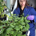Sandia  bioengineer Seema Singh examines a tobacco plant that has been genetically engineered for the easy extraction of important chemicals. (Photo by Dino Vournas)