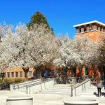 Spring trees blooming in front of Building 800