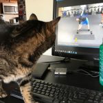 cat watches exercise video on laptop