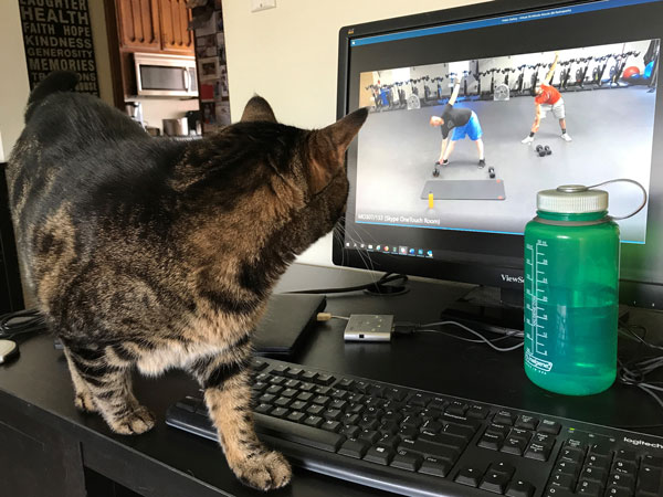 cat watching exercise video on laptop