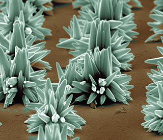 AN LDRD-FUNDED research project called “Nanolithography Directed Materials Growth and Self-Assembly” had applications in renewable energy technologies. During the research Julia Hsu captured this image, which she called “zinc oxide yucca.” The image was a winner in an annual Art as Science competition.