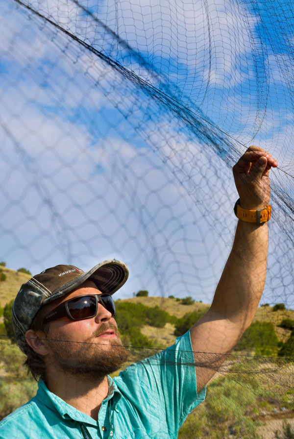 MORNING MIST — Summer intern Austin Lewandowski checks a mist net used to catch birds on Sandia property. All captured birds are quickly analyzed and released.