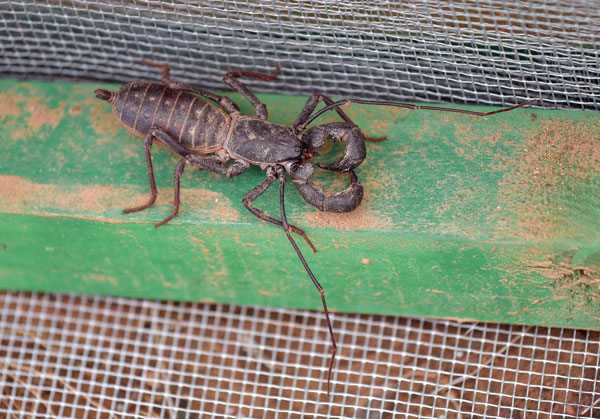 MOSTLY HARMLESS — Vinegaroons may look fierce, but they rarely bite humans unless they feel threatened.