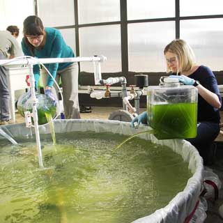 GREEN TEA? — Kylea Parchert (8622) left, and Anne Ruffing (8622) right, were part of a team to learn more about the fundamental biology of algae, causes of productivity, and how to sustain algal populations.