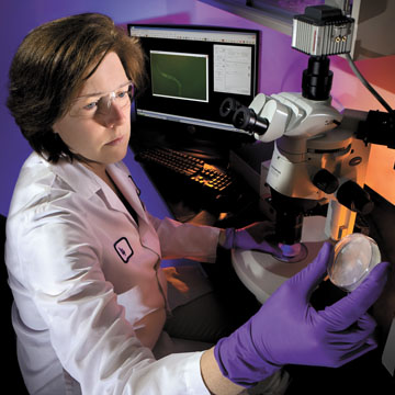 Cathy Branda watches for fluorescent expression in a strain of C. elegans that, with a little work, may someday be used for on site clearance sampling.	(Photo by Randy Wong)