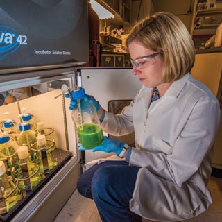SANDIA TRUMAN FELLOW Anne Ruffing looks at a flask of cyanobacteria with precipitated fatty acid floating on top. She has engineered two strains of cyanobacteria to produce free fatty acids, a precursor to fuels, as she studies the direct conversion of carbon dioxide into biofuels by photosynthetic organisms. (Photo by Randy Montoya)