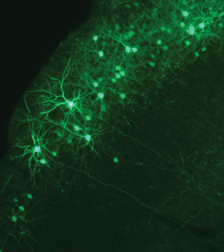 INSPIRED BY THE BRAIN Ñ Sandia researchers are drawing inspiration from neurons in the brain, such as these green fluorescent protein-labeled neurons in mouse neocortex, with the aim of developing neuro-inspired computing systems.	(Photo by Frances Chance, courtesy of Janelia Farm Research Campus)