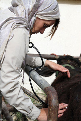 A GLOBAL MISSION – Melissa Finley has made 21 trips to Afghanistan as part of Sandia’s International Biological and Chemical Threat Reduction organization, working closely with the country’s veterinary services on biosafety and biosecurity. In this photo, Melissa, an accomplished veterinarian, treats a local herd of cattle. (Photo courtesy of Melissa Finley)