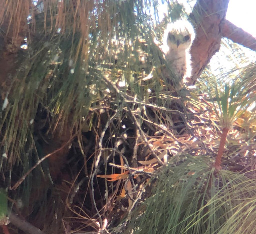 FRESH OUT OF THE EGG — The recently hatched Swainson’s hawk chick in its nest on June 25. (Photo by Craig Taylor)