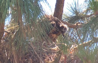 READY TO FLY — The Swainson’s hawk chick, with more developed plumage, on July 6. (Photo by Craig Taylor)