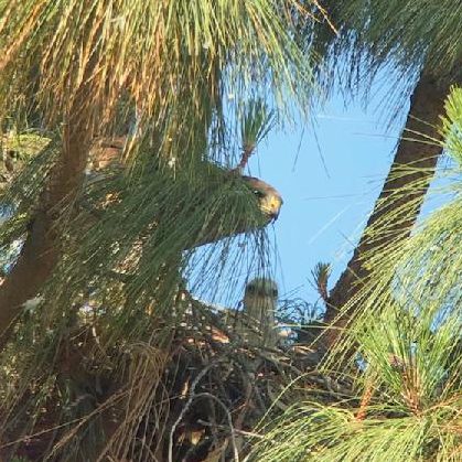 Image of Swainson's hawk guards its chick