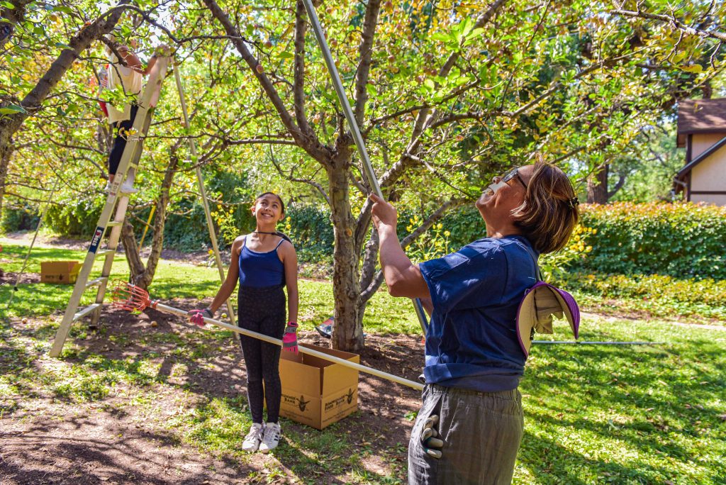 Image of Apple picking in Corrales
