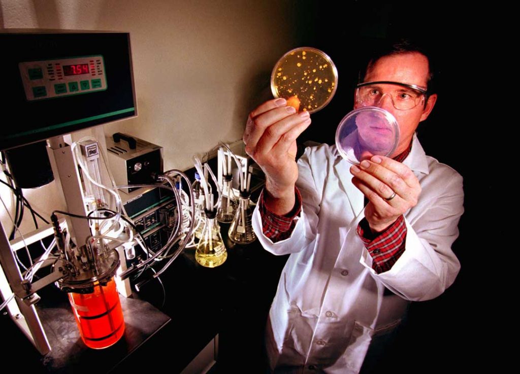 ANTICIPATING THREATS — In this 1999 photo, Sandia researcher Mark Tucker examines two petri dishes: one with a simulant of anthrax growing in it, left, the other treated with the decontaminating formulation developed at Sandia. (Photo by Randy Montoya from the archives)