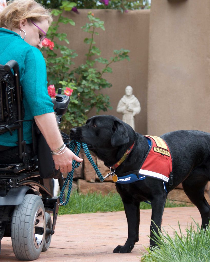 Image of Service dog helps pick up an item off the ground