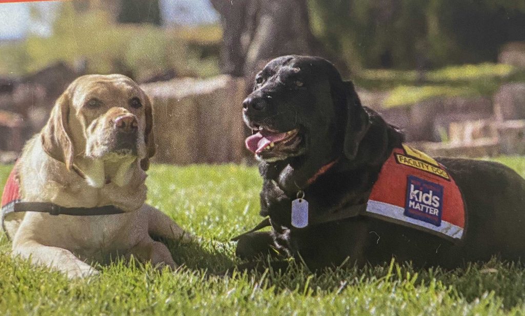 Image of Service dogs on the job