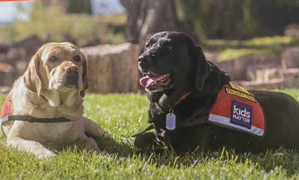 ON THE CLOCK — Nicole, left, and Cassie work as courtroom facility dogs at New Mexico Kids Matter, an organization that benefits from Sandian contributions to United Way. (Photo courtesy of New Mexico Kids Matter)
