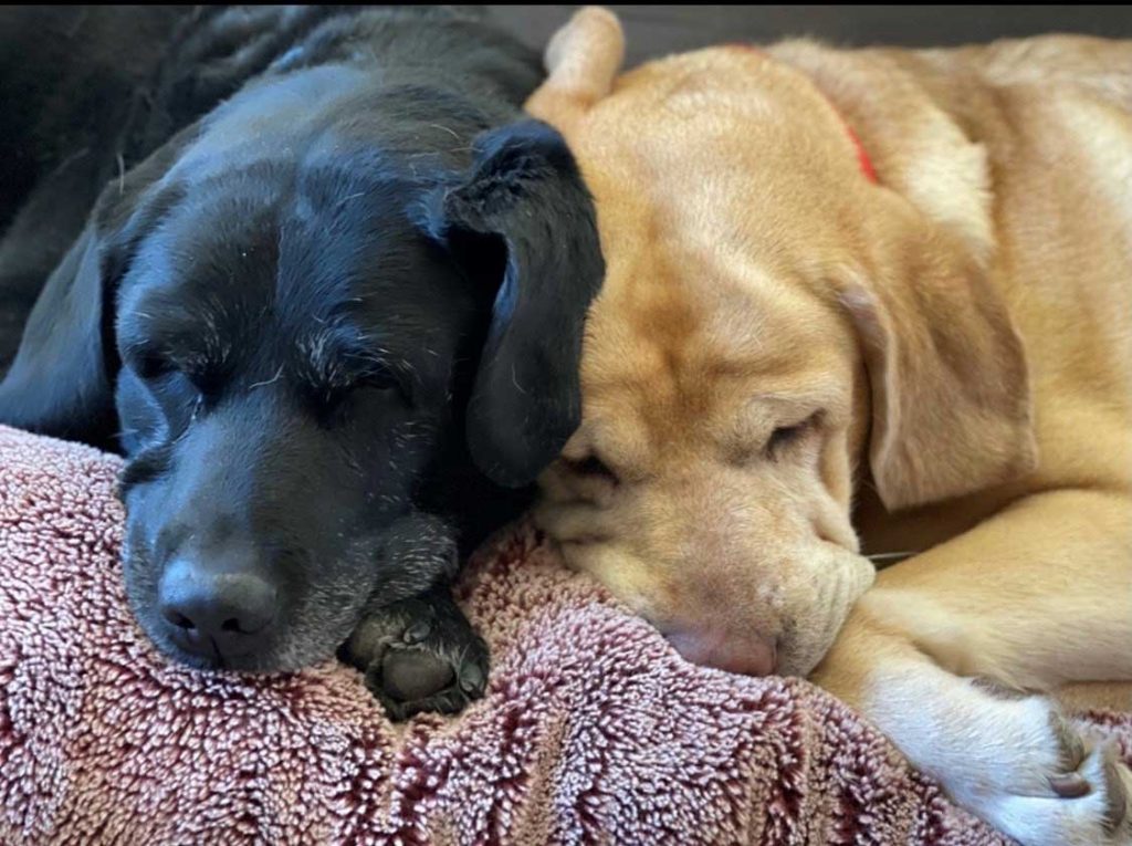 NAPTIME — Cassie and Nicole take a snooze after a long day of providing emotional support to children and adults in court. (Photo courtesy of NM Kids Matter)