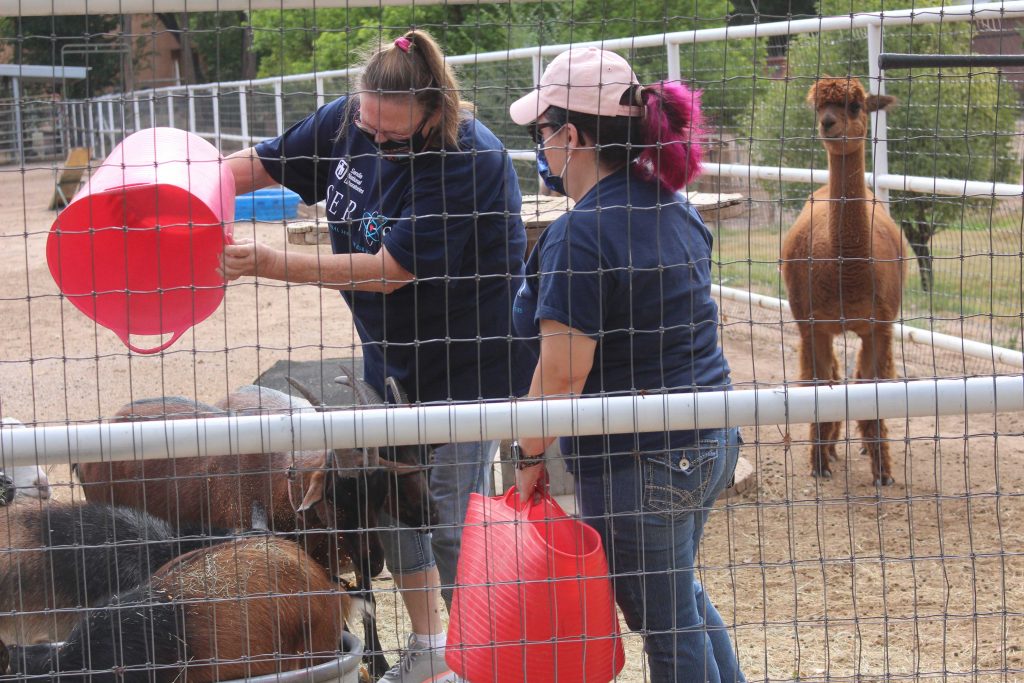 FARM DAYS — Sandian volunteers enjoyed hanging out with and caring for alpacas and goats at the farm.