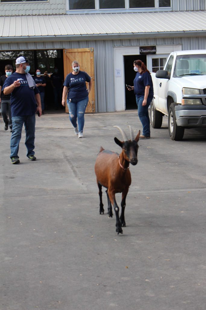 PACK LEADER — A goat leads Sandia volunteers to their work at Mandy’s Farm, an organization that offers residential services, educational and therapeutic day services and employment to individuals with developmental disabilities.