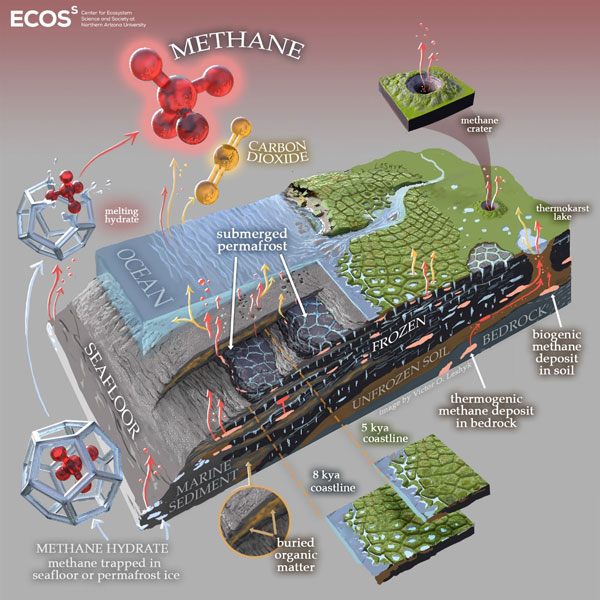 Artistic diagram of the subsea and coastal permafrost ecosystems