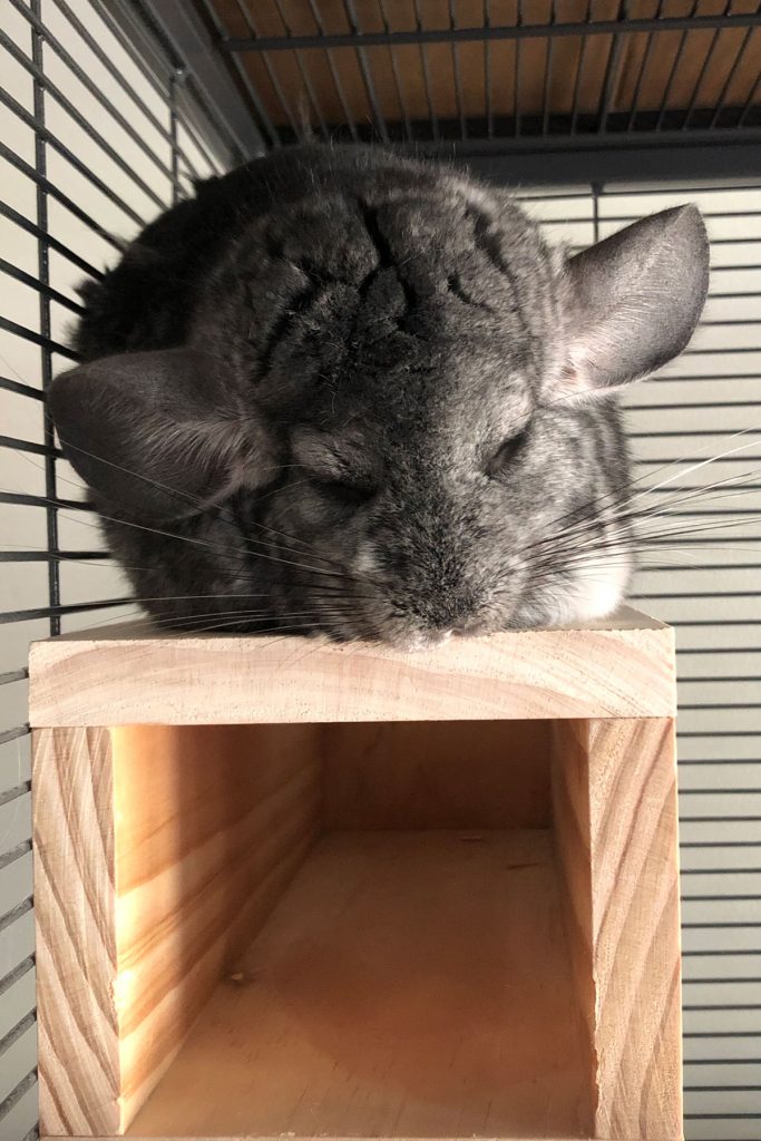 Chinchilla