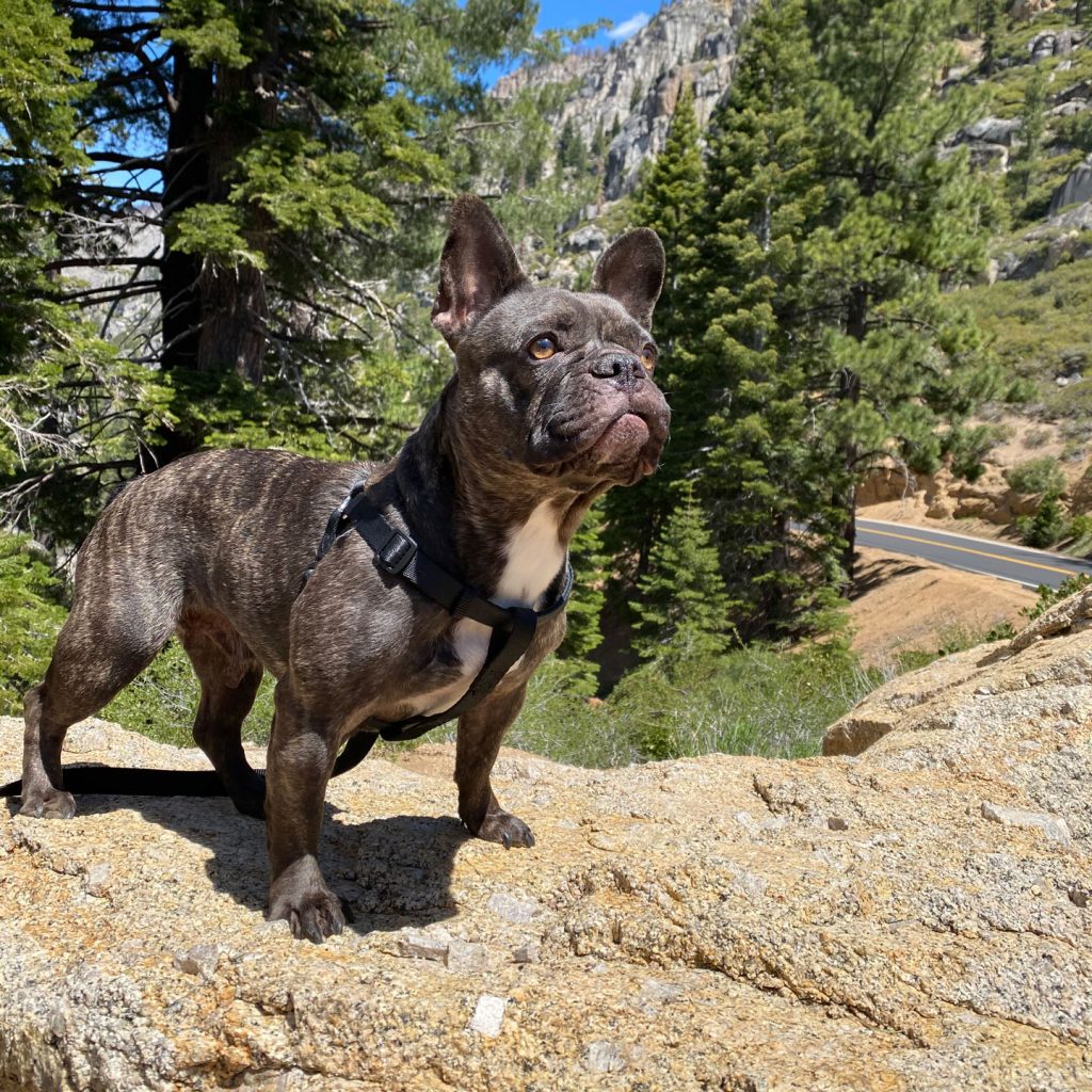 Frenchie dog