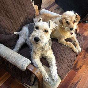 Two terrier dogs