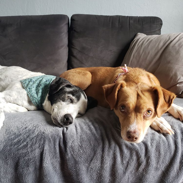 Dalmation-pointer mix and dachshund mix dog