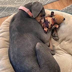 Gray dog with stuffed animal