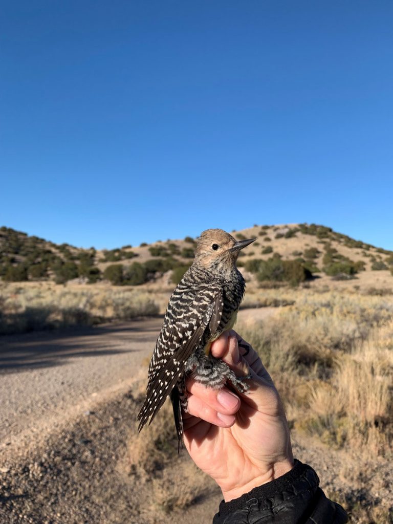 Image of A female Williamson’s sapsucker