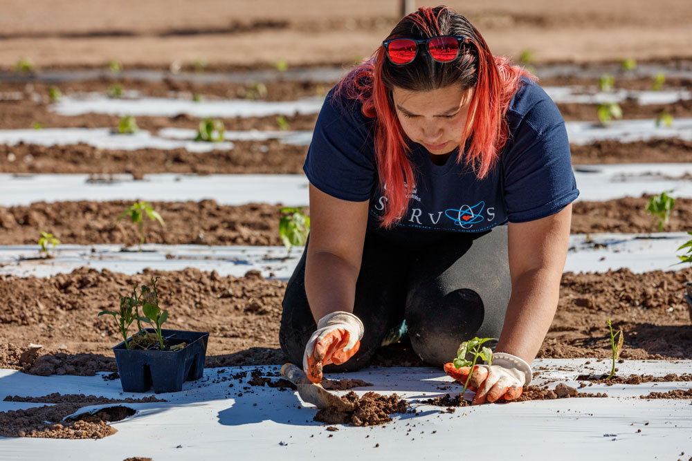 HANDS IN THE DIRT — Office administrative assistant Mariah Apodaca volunteered May 14 to plant tomatoes with Seed2Need, a nonprofit organization dedicated to growing produce for local food pantries and soup kitchens in Bernalillo and Sandoval counties. (Photo by Bret Latter)