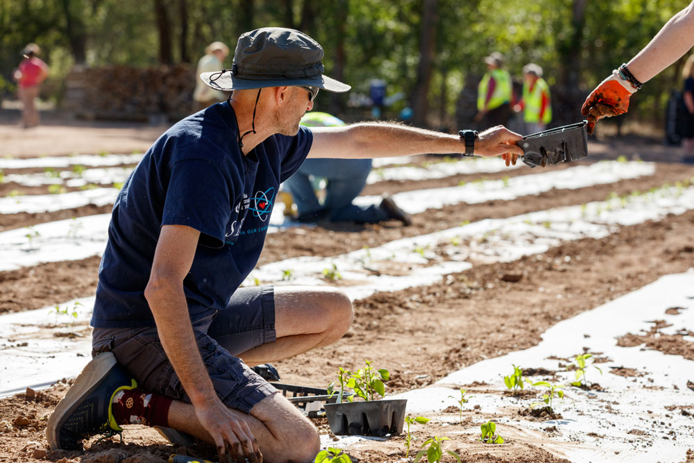 BETTER TOGETHER — Technologist Kevin Brenner and another volunteer worked together to plant tomatoes on a beautiful spring day in Corrales. (Photo by Bret Latter)