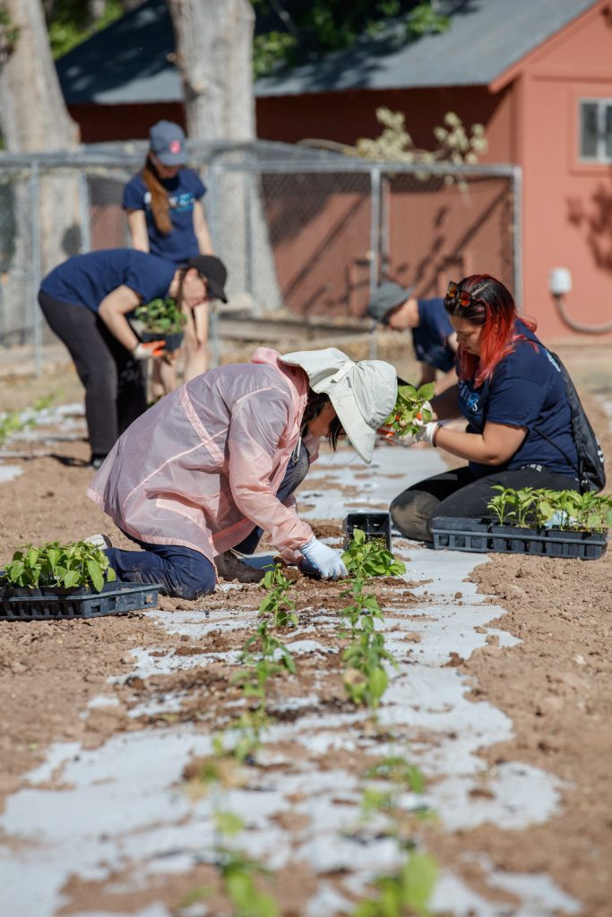 EASING FOOD INSECURITY — Sandia employees, their families and friends spent time on their weekend planting produce that will be distributed this summer to feed hungry people in New Mexico. (Photo by Bret Latter)