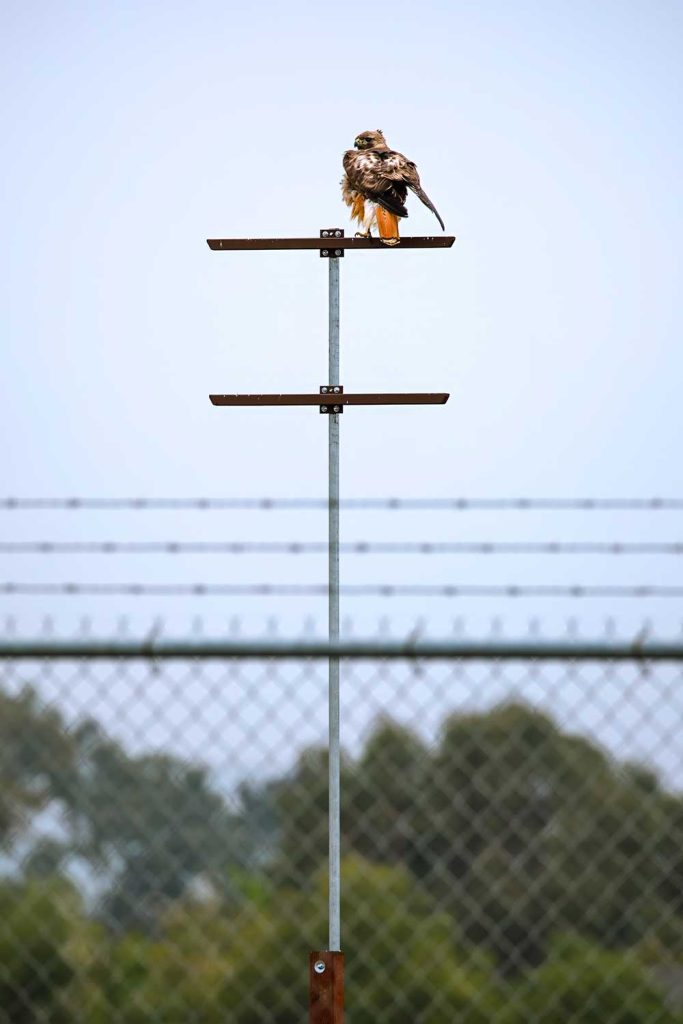 RAPTOR AT THE READY — A red-tailed hawk rests on one of the new raptor perches. (Photo by Spencer Toy)