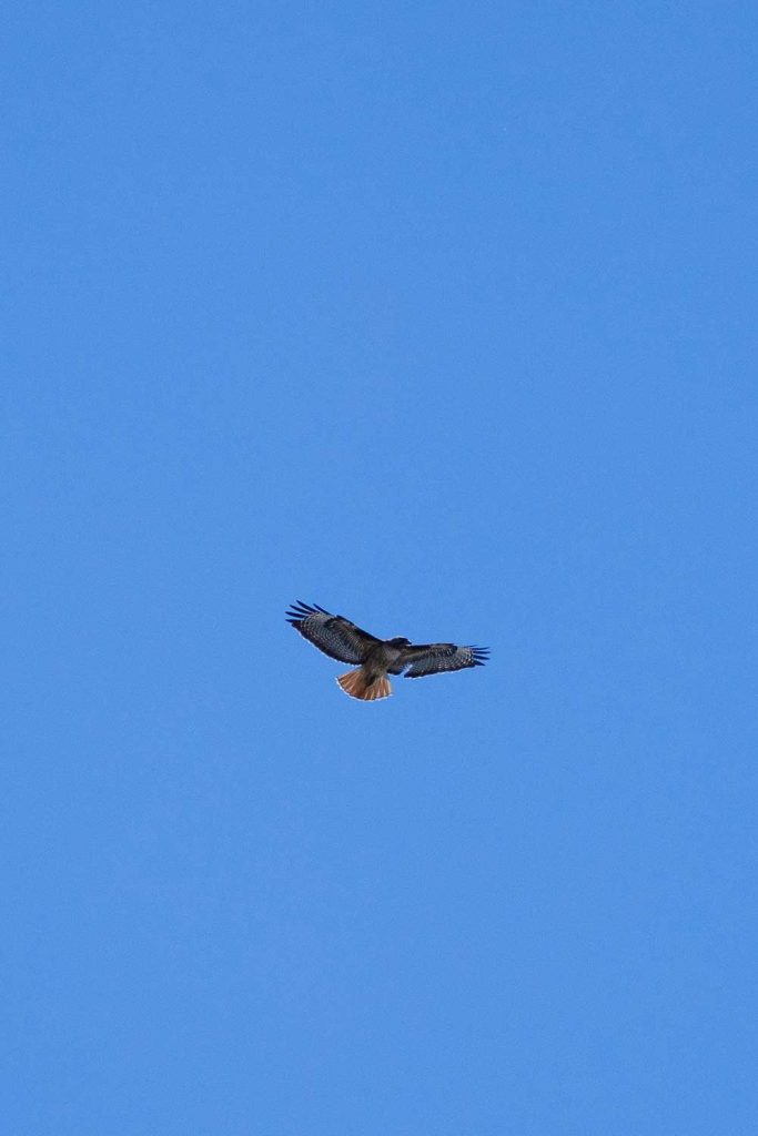 ON THE HUNT — A red-tailed hawk flies over Sandia California. (Photo by Spencer Toy)
