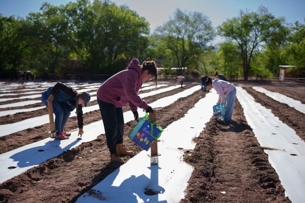 <strong>TOMATO HOLES</strong> — Mariah, left, and auditor Ashley Ramirez, center, help prepare fields for planting in Corrales, New Mexico, April 18. This volunteer event drew 25 Sandians, their family members and friends. In May, a group of 30 volunteers from Sandia will revisit the fields to plant tomato plants. (Photo by David Lienemann)