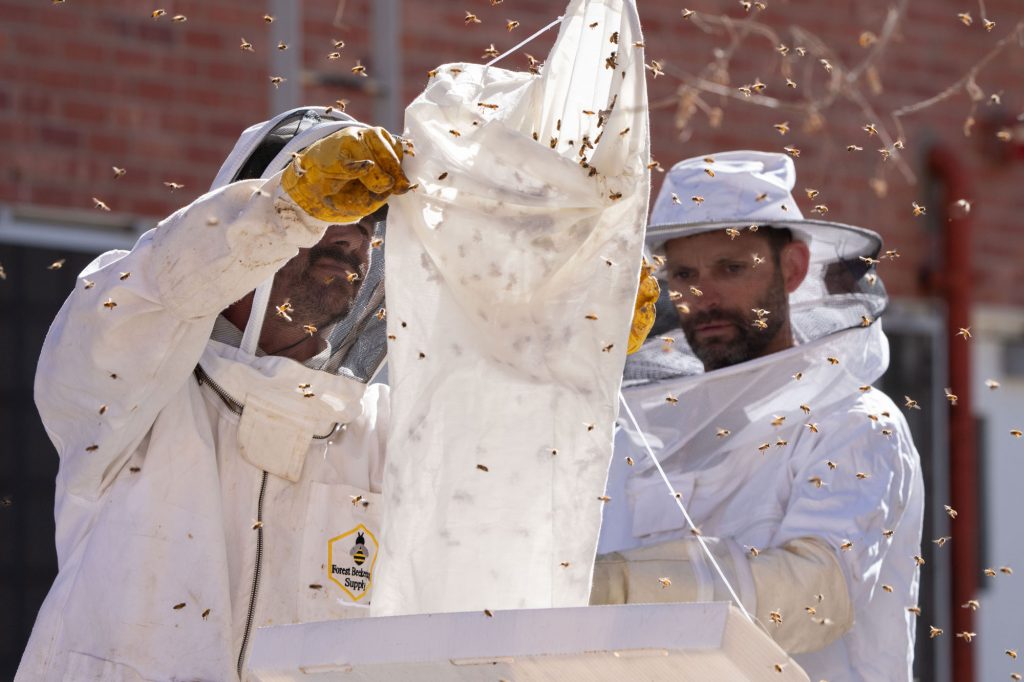 <strong>GOT ‘EM</strong> — Evan Fahy, left, and Matt Baumann empty the captured swarm into a bin for relocation after removing the swarm from the tree. (Photo by David Lienemann)