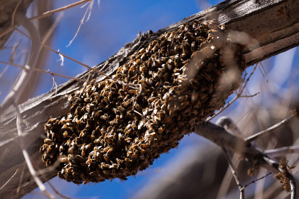 <strong>BUSY BEES</strong> — Sandia’s ecology team was called in to capture this swarm outside of a building on the northwest side of Sandia’s Albuquerque campus on June 10. (Photo by Craig Fritz)