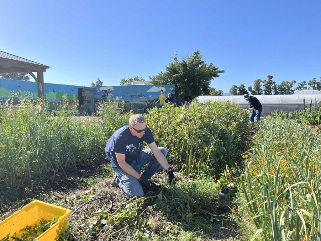 <strong>GREEN THUMB</strong> — Manager Jonathan Preston picks produce at Fertile Groundworks. (Photo by Amelia Harrison)