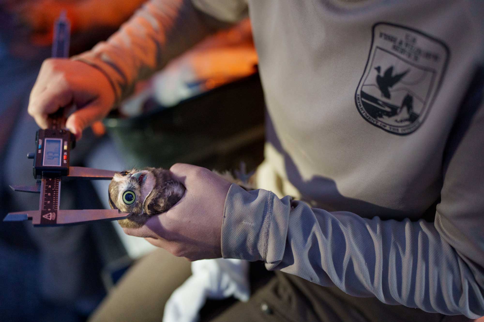 <strong>TINY HEADS</strong> — Gráinne O'Grady, a biologist with U.S Fish and Wildlife Service, measures a burrowing owl’s head and collects vital information like weight and wingspan at Kirtland Air Force Base on a Saturday night in June. (Photo by David Lienemann)