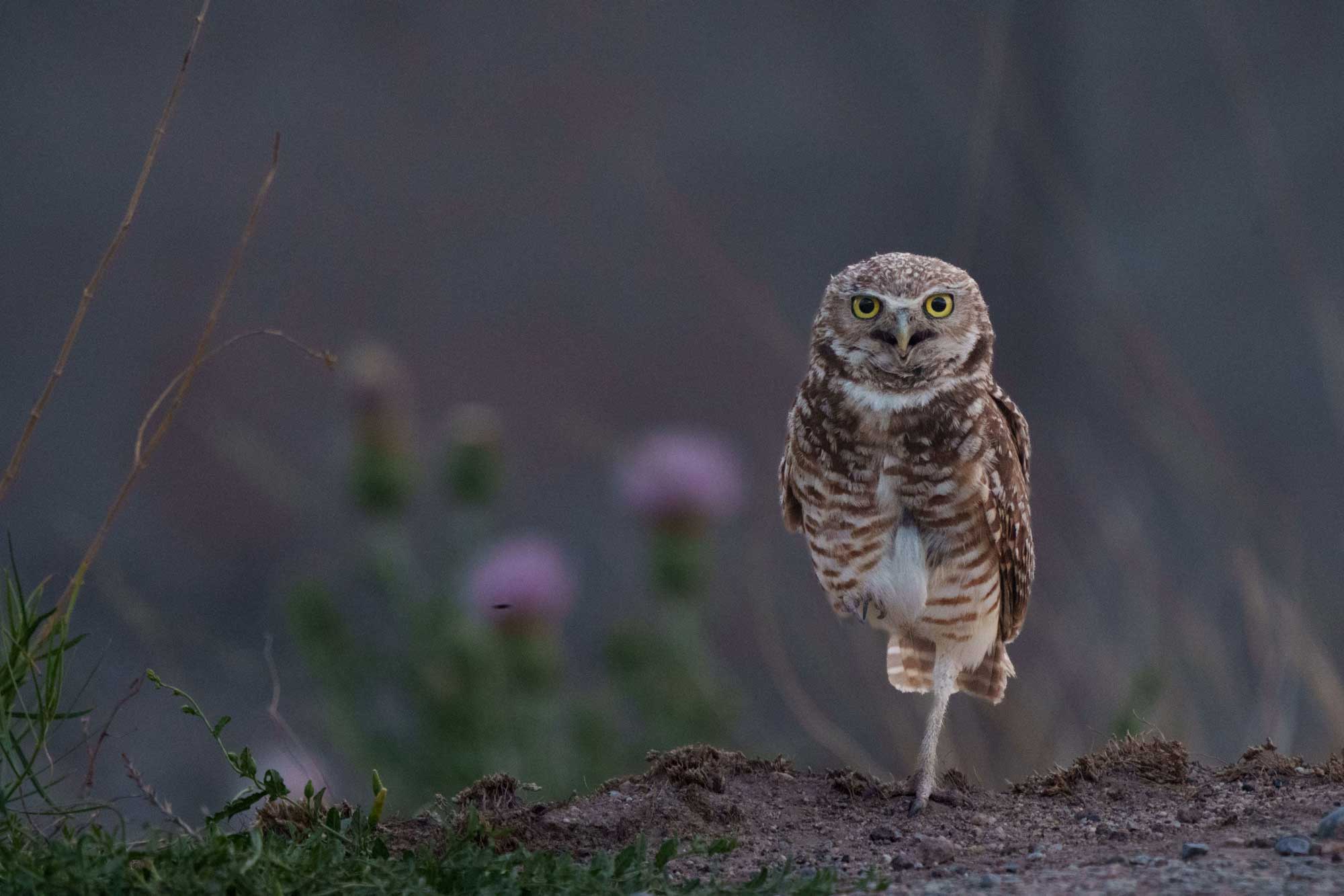 <strong>SQUATTER</strong> — A burrowing owl stands about seven inches tall near its burrow on Kirtland Air Force Base. (Photo by David Lienemann)