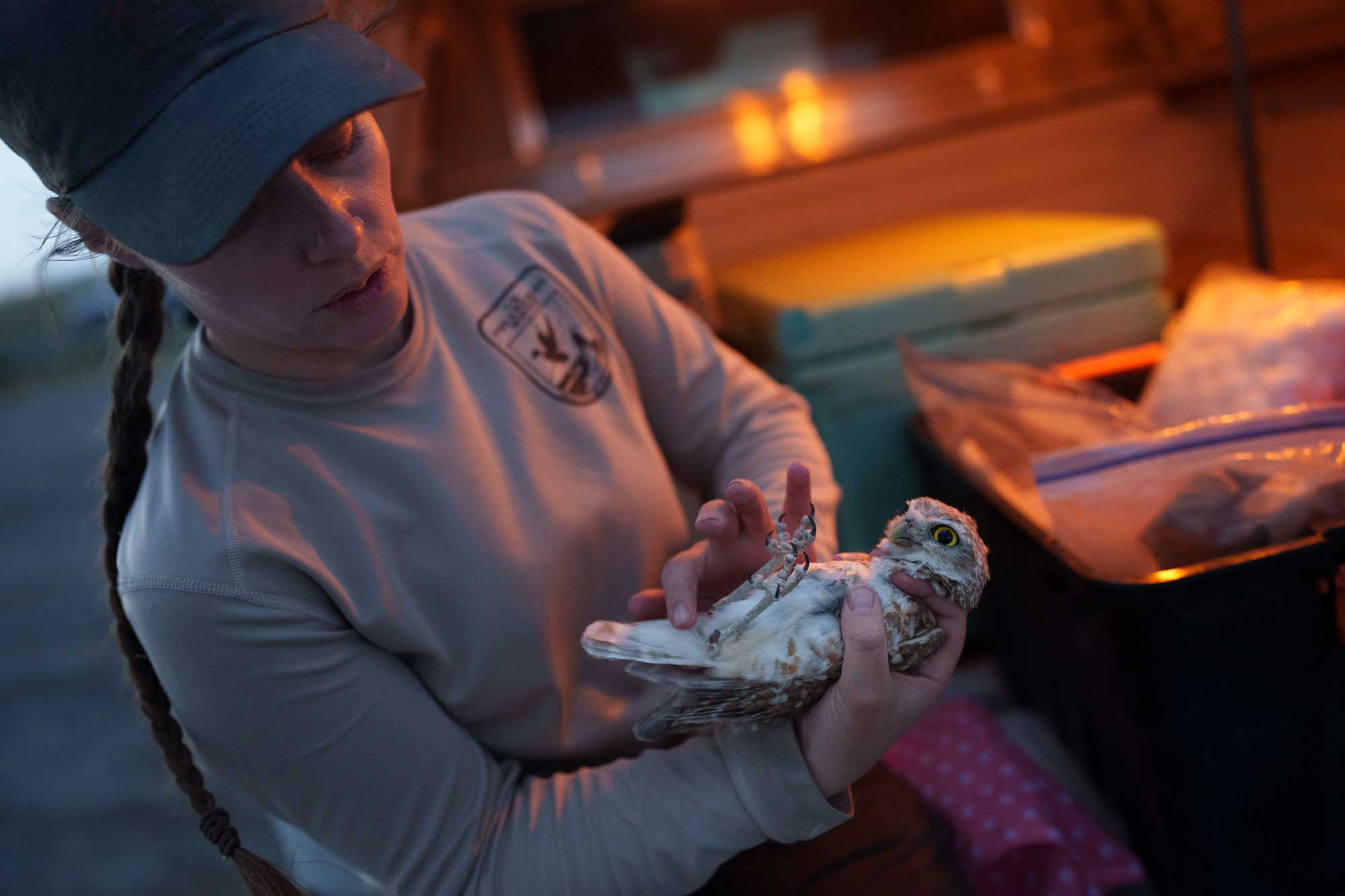 <strong>OWL FRIEND</strong> — U.S Fish and Wildlife Service technician Keri Skelly traps burrowing owls and bands their legs for further tracking after the team found a nest of them on June 13. (Photo by David Lienemann)