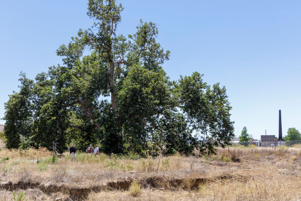 <strong>BROAD BRANCHES</strong> — The wide sycamore tree looms over Rebekah Krupka, Alex Baker and Sixto Rodriguez in the wildlife preserve, with lab facilities in the background. (Photo by Spencer Toy)
