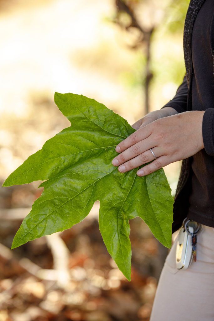 <strong>GRAND AND GREEN</strong> — Arborist Rebekah Krupka holds a sycamore leaf the size of a dinner plate. (Photo by Spencer Toy)