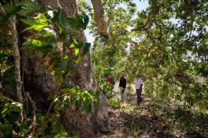 The California sycamore tree that ‘decided to survive’ at Sandia