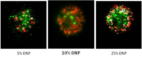 Dual-color TIRF microscopy of RBL-2H3 cells