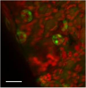 Hyperspectral image of biomass deconstruction