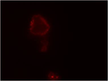 CBM3c binding to amorphous cellulose